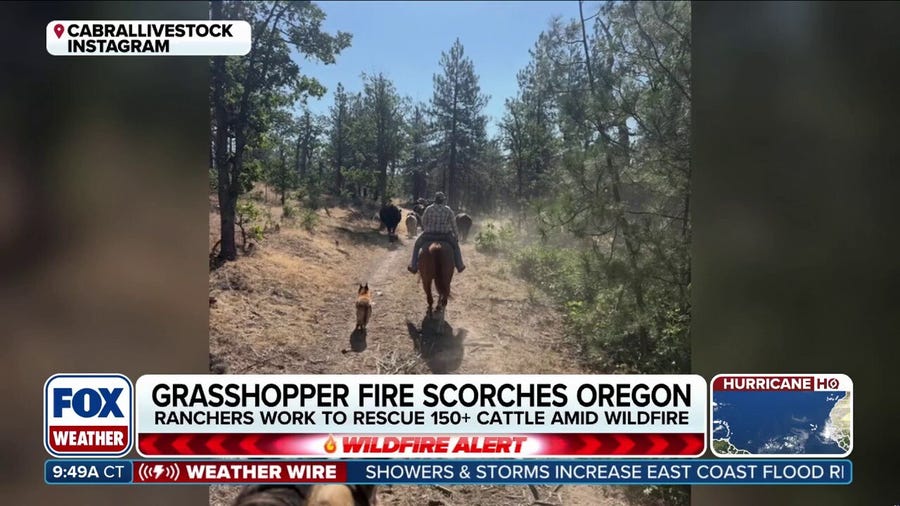 Oregon ranchers work together to herd 150 cattle away from raging wildfires