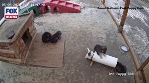 Watch: Denali National Park introduces 'America's Best Idea' litter of Alaskan Husky puppies