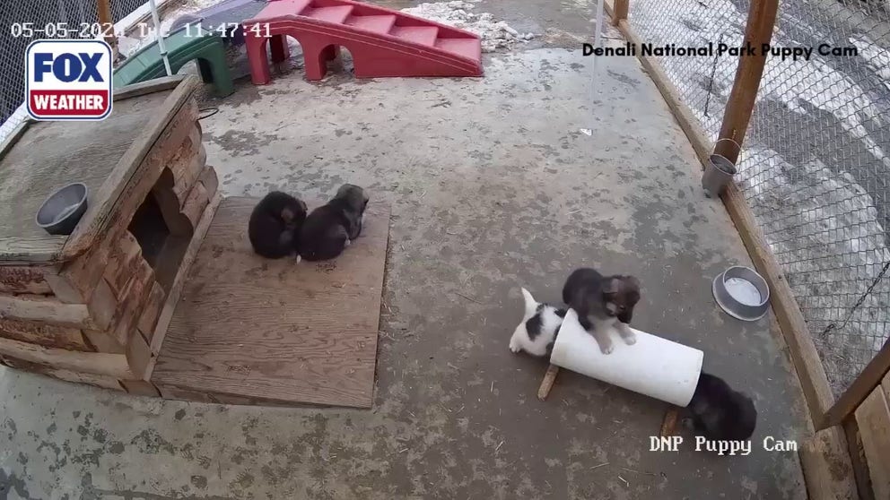 Say hello to five of the six puppies in the America's Best Idea litter of Alaskan Huskies born at Denali National Park & Preserve. The puppies are all named after National Parks in honor of America's 250th birthday.