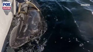 Young great white shark 'Brookes' pings off Florida Panhandle coast