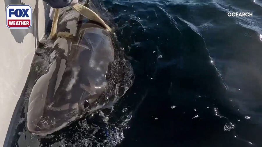 Young great white shark 'Brookes' pings off Florida Panhandle coast