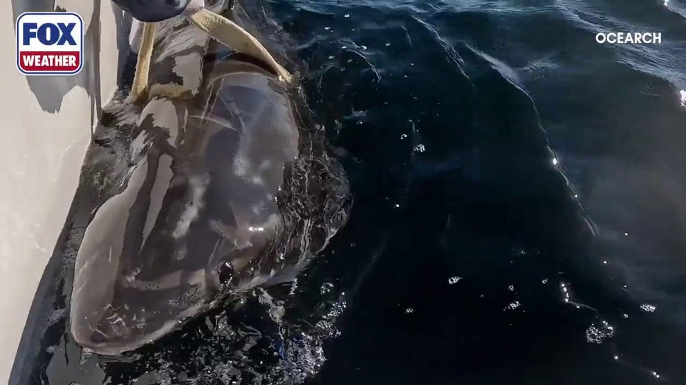 A new fin is on the radar—Brookes—pinged off the Florida Panhandle on Sunday. The juvenile great white, measuring over 8 feet long and weighing more than 450 pounds, was tracked between Mexico Beach and St. Joseph Peninsula. Video here shows when Brookes was tagged in Mahone Bay, Nova Scotia, in September 2025. 