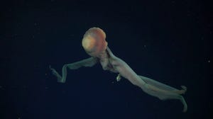 Dozens of new marine species discovered in the South Atlantic