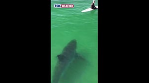 Watch: Massive great white shark splashes California surfers