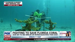 Fighting to save Florida's coral reefs one dive at a time