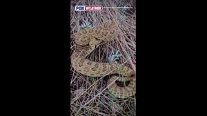 Colorado officials warn of rattlesnake encounters