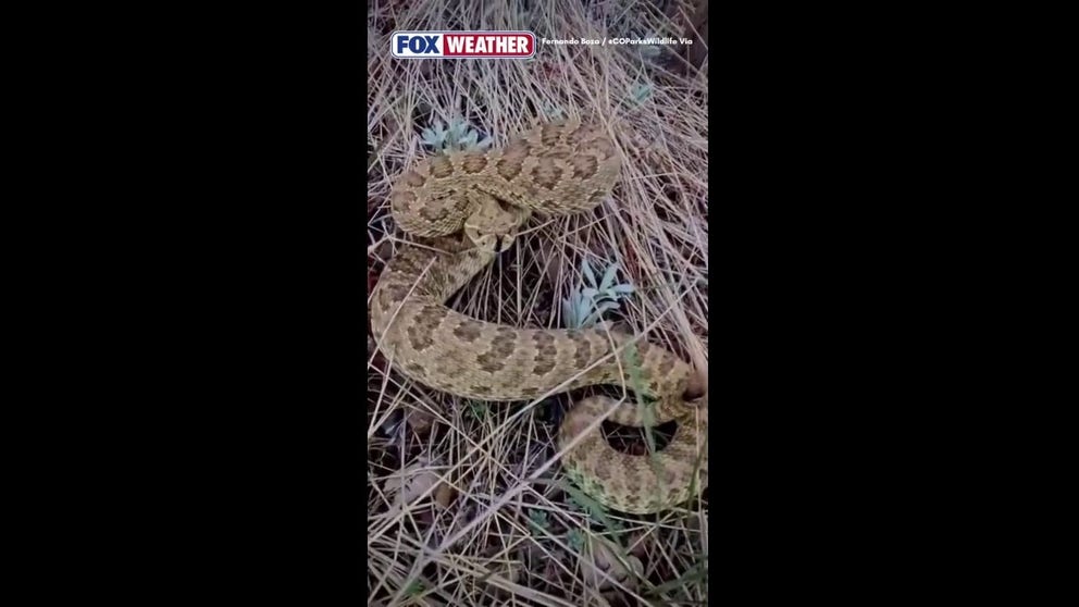 SLITHERY THREAT: Members of Colorado Parks and Wildlife are warning the public to be cautious around rattlesnakes while outdoors, as the reptiles are waking from brumation and becoming active for spring. #Snakes #Outdoors #Colorado #Animals #FOXWeather