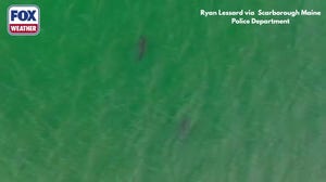 Watch: Great white sharks swim off coast of southern Maine
