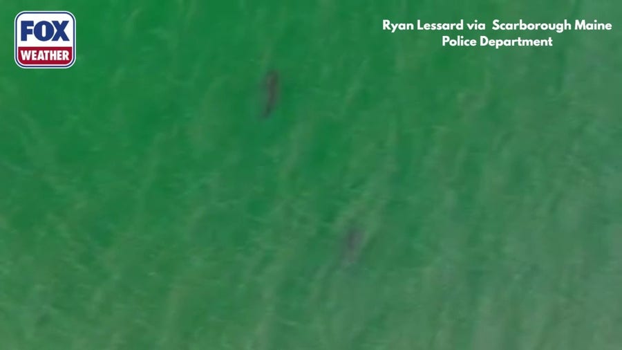 Watch: Great white sharks swim off coast of southern Maine