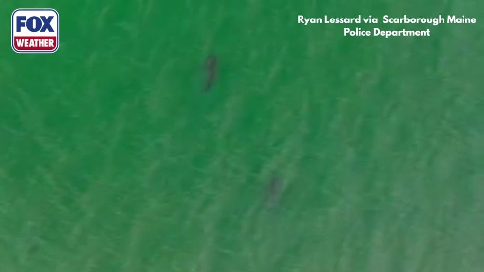A group of great white sharks were reported near the beach in Scarborough, Maine, this week. Video shows at least two of the sharks swimming around on Wednesday.