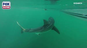 OCEARCH tags great white shark Percy off coast of Nova Scotia
