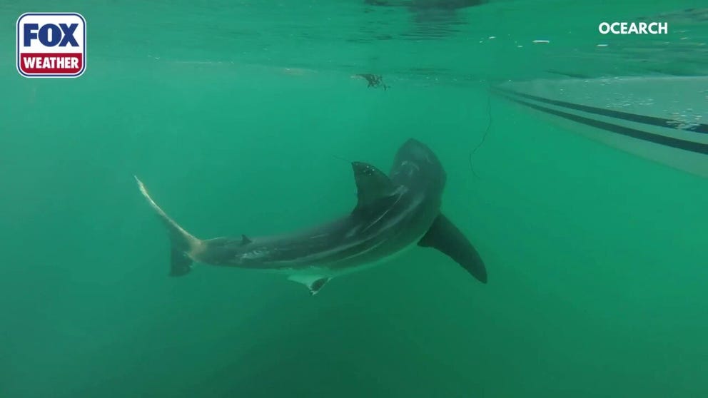 Percy was tagged on July 28, 2025 in collaboration with the Tancook Islands Marine Field Station. He was a subadult shark at the time of tagging, weighing 432 pounds and measuing 9 feet, 9 inches long. 