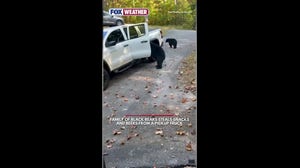 A family of black bears steals snacks and beers from a pickup truck