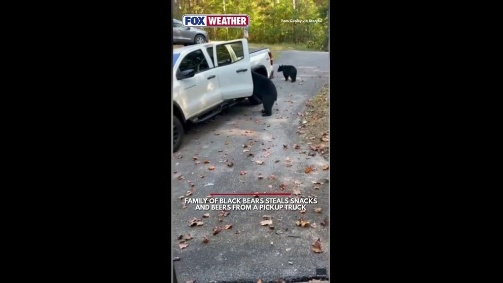 A group of four black bears was caught searching inside a white pickup truck in Tennessee, where they stole snacks and a six-pack of beer.