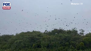 Thousands of tree swallows fly through Parker River National Wildlife Refuge during fall migration