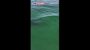Watch: Massive great white shark splashes California surfers