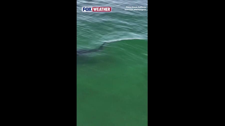 Watch: Massive great white shark splashes California surfers