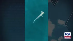 Large hammerhead shark swims off the coast of Rhode Island