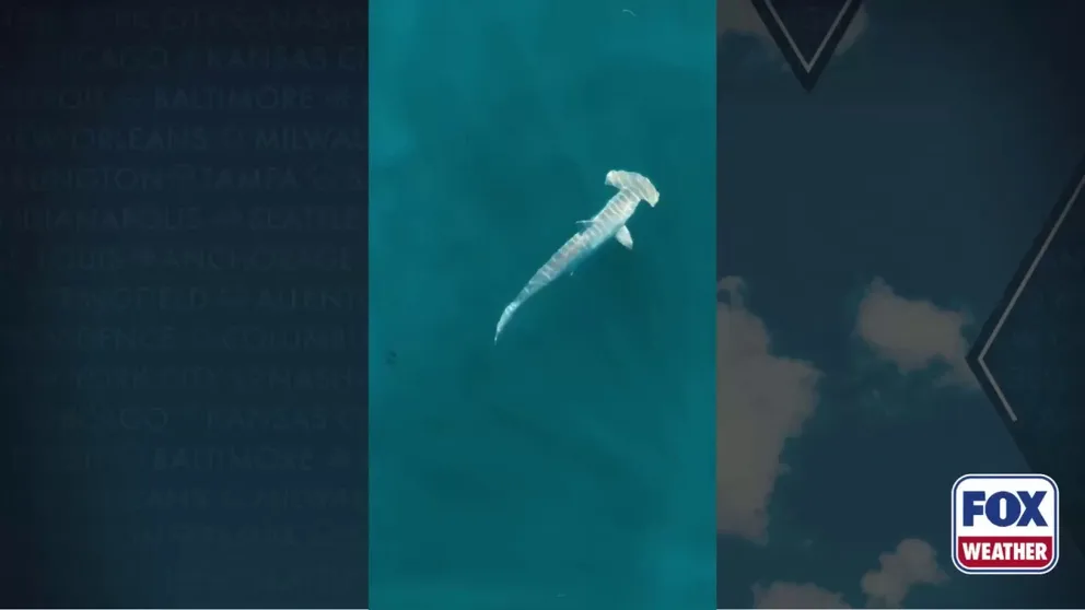 Video captured on July 24, 2026, shows a large scalloped hammerhead shark swimming off the coast of Rhode Island while on a mission to tag sharks for the Atlantic Shark Institute