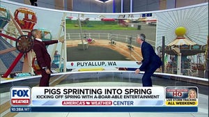 Pigs racing into spring at the Washington State Fair