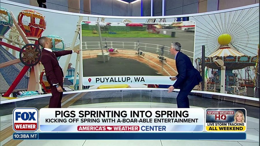 Pigs racing into spring at the Washington State Fair
