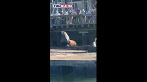 Massive sea lion captures hearts and creates waves