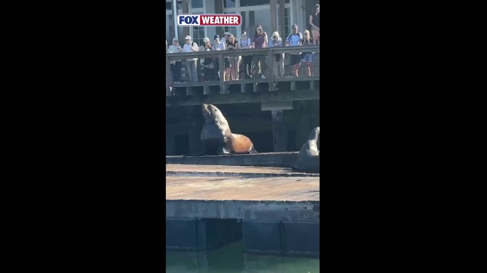 A large sea lion named Chonkers is capturing hearts and making waves on social media.