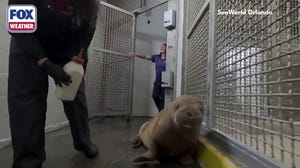 Baby walrus journeys from Alaska to new home in Orlando, Florida