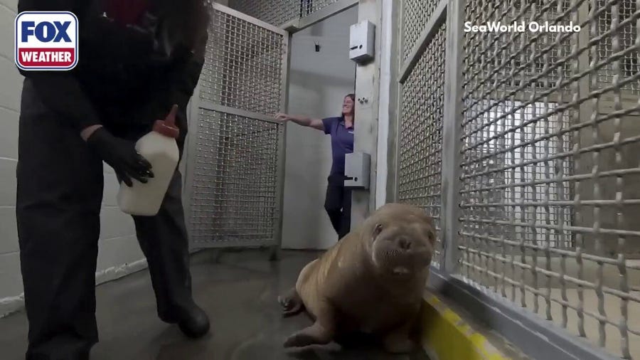 Baby walrus journeys from Alaska to new home in Orlando, Florida