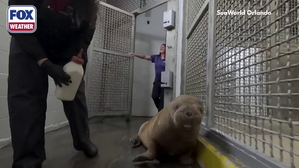 Annautaq, a 5-month-old orphaned walrus calf was discovered in remote Alaska, where he was cared for before transferring to Orlando, Florida, to his new home at SeaWorld Orlando. Video shows Annautaq's journey.