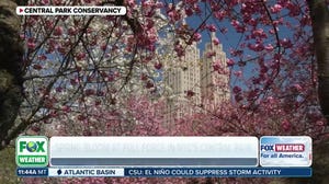 Spring bloom steals the show in Central Park with beautiful cherry blossoms 