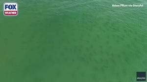 Watch: Hundreds of shark swim near shallow waters off North Carolina coast