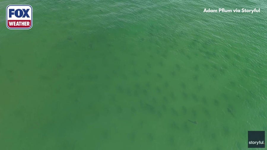 Watch: Hundreds of shark swim near shallow waters off North Carolina coast