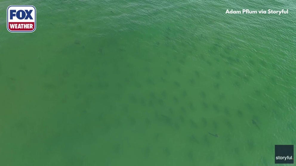  Waters off the coast of North Carolina were teeming with sharks on Saturday, after drone video captured what appears to be hundreds of sharks in shallow waters near the beach.