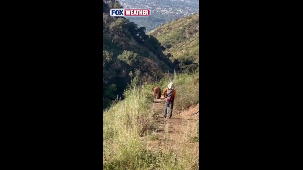 Hikers had the scare of a lifetime when they came face-to-face with a large brown bear along the trails in Sierra Madre, California. A hiker is seen jumping and ringing bells to try and scare the bear away, but that is when the animal charged at the pair. Luckily, no one was injured.