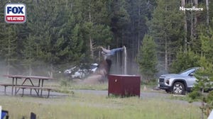 See it: Enraged Yellowstone bison launches grandfather feet into the air