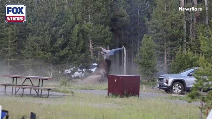 See it: Enraged Yellowstone bison launches grandfather feet into the air