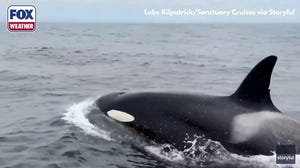 A pod of killer whales hunt down dolphins in California