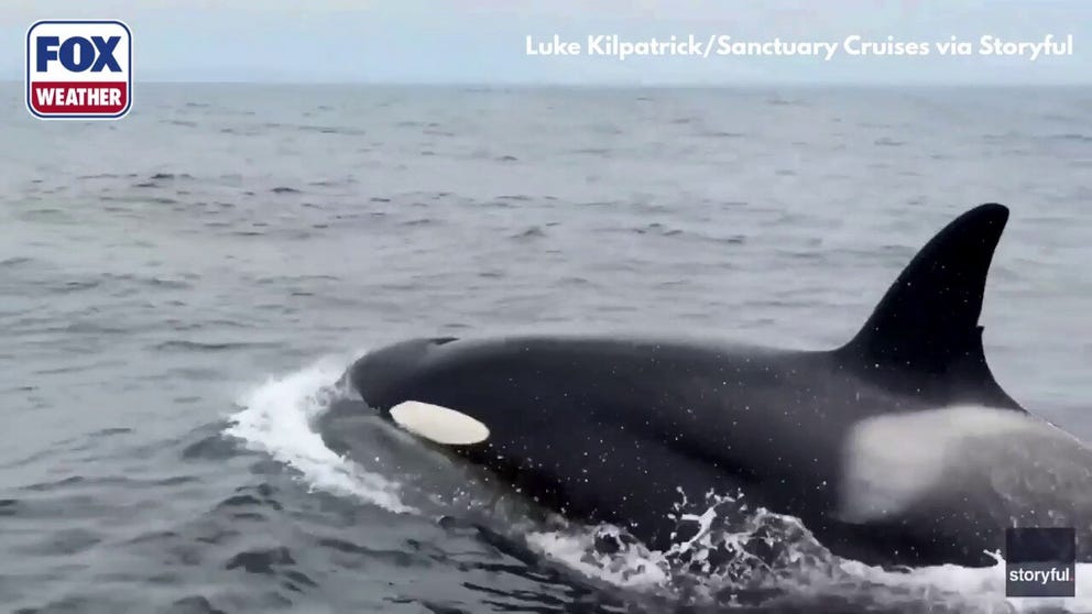 A group of whale watchers was surprised by a large pod of killer whales hunting dolphins in Monterey Bay, California.