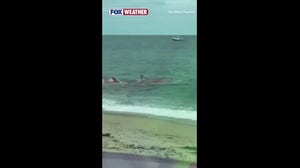 Shark devours a seal off the coast of Nantucket