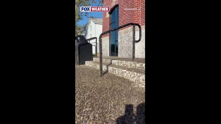 Hundreds of mayflies take over an Ohio town