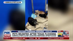 Pets reunited as recovery continues after Texas flooding