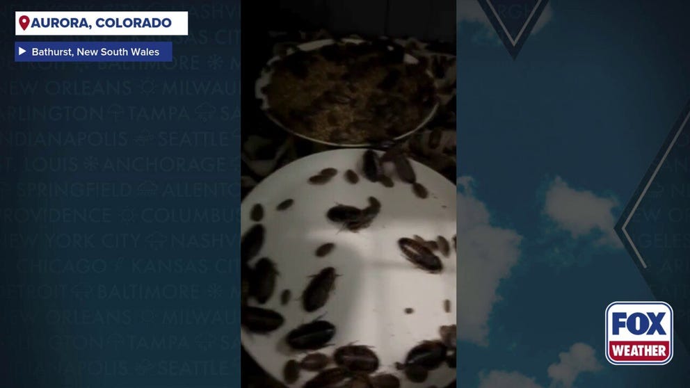 Over 100,000 illegal cockroaches have been confiscated from a commercial breeder in New South Wales in what Australian officials are calling the country’s