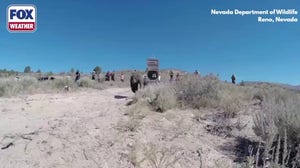 Video: Courageous dogs chase bear back into the wild in Nevada Wildlife Operation