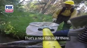 Rare trout rescued from Colorado creek as wildfire burns nearby