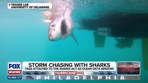 How sharks are helping scientists collect critical ocean data