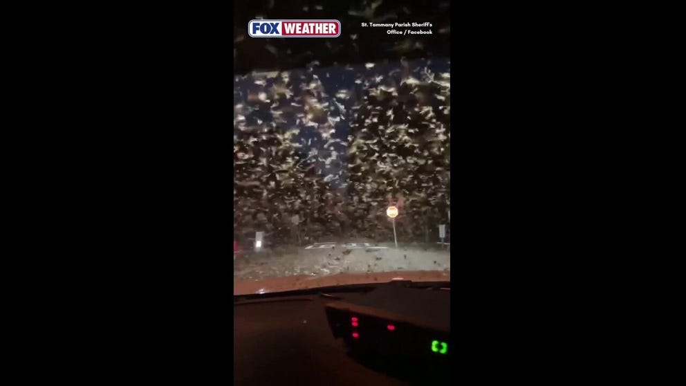 TERMITE TAKEOVER 🪲: What appears to be millions of termites swarm through the New Orleans metro area on Tuesday, as a sheriff's deputy captured the moment while on patrol overnight.