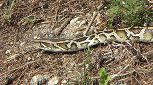 Florida Python Challenge returns, offering $25,000 in prizes