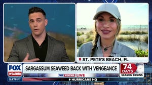 Florida frenzy: Sargassum, dead dolphins and cocaine sharks make headlines during spring break