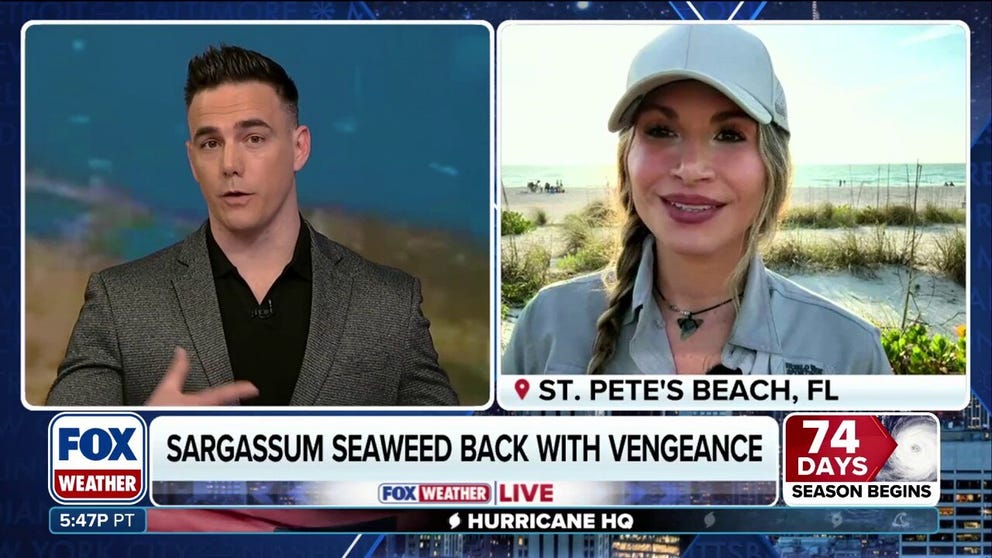Dr. Tracy Fanara, founder of Inspector Planet, joined FOX Weather to break down a range of environmental threats facing Florida during one of the busiest times of the year. From massive sargassum blooms to reports of dead dolphins and so-called 